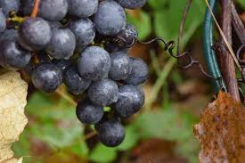Viticulture in ontario is well established in niagara and parts of southwestern ontario. All About Concord Grapes Minnetonka Orchards