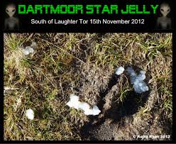 Guepiniopsis alpina, heterotextus alpinus, golden jelly cone. Star Jelly Legendary Dartmoor