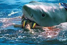 Image result for raging shark