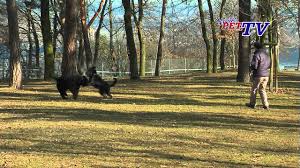 Alejandra bouffier | designer, decor lover, wife, friend & sister. Bouvier Des Flandres Vdh Rasselexikon 2021