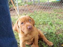 Lab puppies for sale started dogs for sale retriever training finished dogs for sale akc hunt test training ukc hunt test training obedience training whether it's a trained lab that you're looking for or a new pup, check back often to see if we have any lab puppies for sale, just pick your color. Red Fox Lab Puppies Pets And Animals For Sale Texas