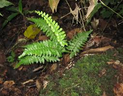 Image result for Asplenium inaequilaterale
