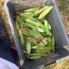 Program sijil pertanian ditawarkan kepada individu yang meminati bidang pertanian bagi membantu transformasi sektor pertanian negara. Institut Pertanian Ayer Hitam Ipah