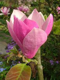 Magnolia Soulangeana Magnolia Flower Flower Aesthetic Botanical Flowers