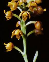 Image result for Polystachya melanantha