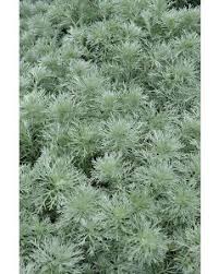 Image result for Whitfieldia brazzae