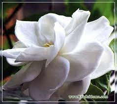 Gardenia Jasmine Photo Home Care A Site About A Garden A Summer Residence And House Plants