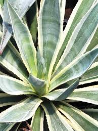 Image result for Antizoma angustifolia