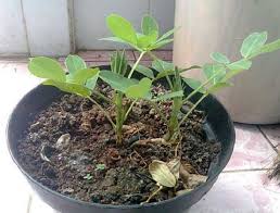Namun yang jadi pertanyaan ialah apakah informasi tersebut benar?? Cara Menanam Kacang Tanah Di Polybag Atau Pot Bibitbunga Com