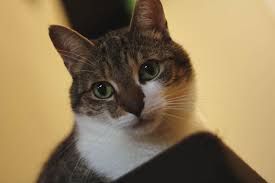 Feline corneal sequestrum is a condition in which dead corneal tissue accumulates on and around the cornea resulting in the development of dark spots on the eye. Can Cats See In The Dark Understanding Cat Eyes