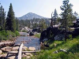 Has separate male and female reproductive parts on the same tree (monoecious). Pinus Contorta Murrayana Sierra Lodgepole Pine For Sale