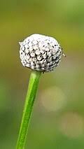 Image result for Eriocaulon abyssinicum