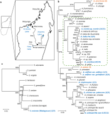 Image result for Aeschynomene schimperi