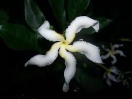 Image result for Tabernaemontana pachysiphon