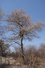 Image result for Philenoptera nelsii