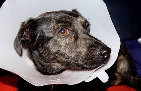 chuma plotoyadnyh chumka u sobak simptomy diagnostika virusa lechenie profilaktika vc zoovet