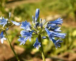 Image result for Agapanthus campanulatus