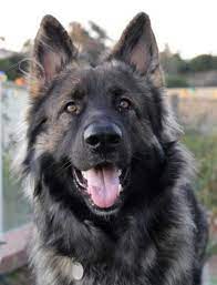 Stoker The Shiloh Shepherd Shiloh Shepherd Dog Shiloh Shepherd German Shepherd Dogs