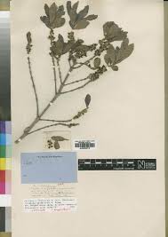 Image result for Tricalysia pallens