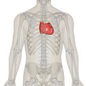 It originates at the apex of the heart and follows the. Heart Wikipedia