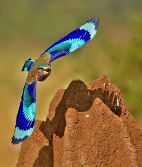 He was on a wildlife photo safari in maasai mara national reserve in kenya, photographing a rich array of wildlife each day. This Is A Lilac Breasted Roller Album On Imgur