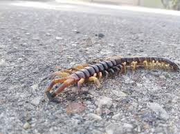 African mint blue legged centipede. Amazonian Giant Centipede Scolopendra Gigantea Inaturalist