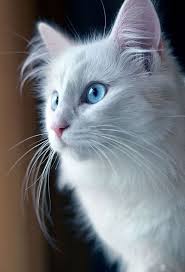 Beautiful Black And White Cat With Blue Eyes Pin On Dr Paxton Lockman