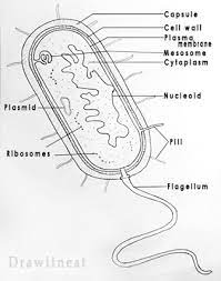 Draw It Neat How To Draw Bacteria Biology Diagrams Cell Diagram Biology Drawing