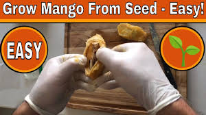 How to grow mango from seed. 38 How To Grow A Mango Tree From Seed Ideas In 2021 Asked Priceroome