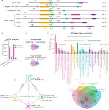 FOXO-regulated OSER1 reduces oxidative stress and extends lifespan in  multiple species