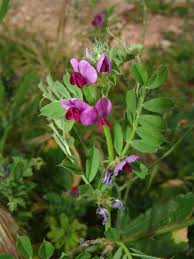 Image result for Kotschya stolonifera