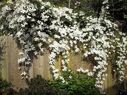 Hardy in all parts of the uk. Clematis Montana Alba Grandiflora Large Flowered White Profuse 20 30 Blooms May June Prune Type 1 Old W Clematis Clematis Montana Clematis Flower