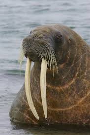2 What Big Teeth You Have Atlantic Walrus Wow Big Teeth You Know What They Say Water Animals Animals Wildlife Animals
