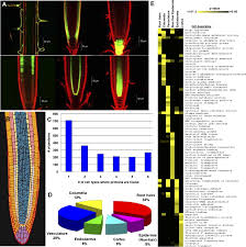 They absorb mineral ions by active transport, against the concentration gradient. The Protein Expression Landscape Of The Arabidopsis Root Pnas