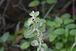 Image result for Aerva lanata