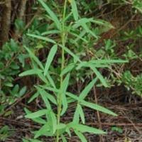 Image result for Crotalaria lanceolata