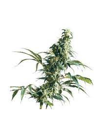 Mexican Sativa Strain Information Cannaconnection Com