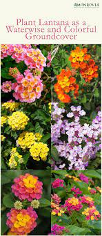 Lantana Will Give Your Garden The Iron Grip It Needs When Heavy Rains Hit If Youu2019re In El Niu00f1ou2019s Path Plant This Fas Plants Lantana Annual Plants