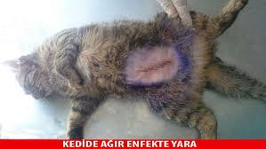 Winpet Kedi Ve Kopekler Icin Yara Koruyucu Korse