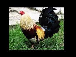 We did not find results for: Ayam Filipina Jenis Ninja Ayam Mania