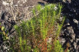 Image result for Anthospermum vallicola