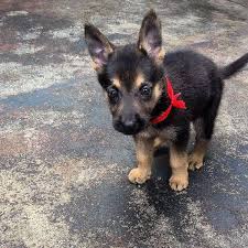 Große auswahl an german shepherd dog. German Shepherd Puppy For Sale Near Me Home Facebook