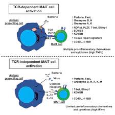 Tcr Or Cytokine Activated Cd8 Mucosal Associated Invariant