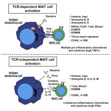 tcr or cytokine activated cd8 mucosal associated invariant