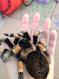 When searching for a pet tarantula rest assured that the animals we have for sale are all captive bred and born and feeding before they are shipped. Jumping Spider Pet For Sale Review At Pets Api Ufc Com