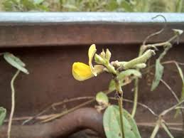 Image result for Vigna oblongifolia