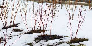 Image result for pruning plum trees
