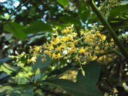 Image result for Hevea brasiliensis