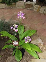 Image result for Calanthe sylvatica