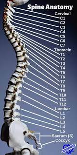 Download as ppt, pdf, txt or read online from scribd. 170 Pdf Download Ideas In 2021 Anatomy And Physiology Human Anatomy And Physiology Medical Anatomy